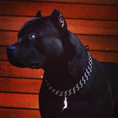 American Pit Corso