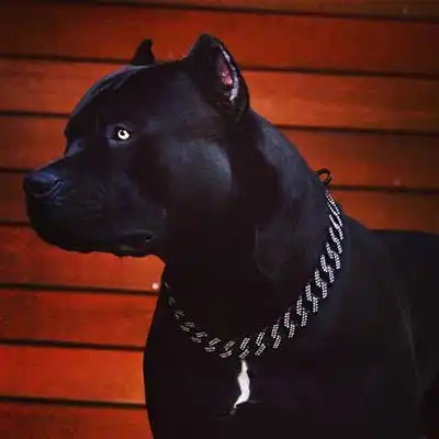 American Pit Corso dog breed.