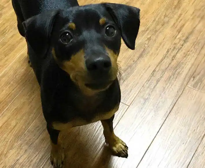 American Rat Pinscher