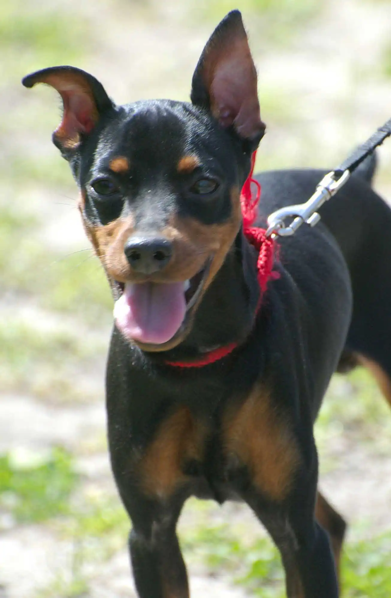 Breed Origin
