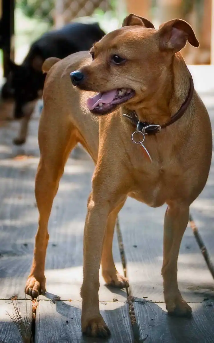 Breed Appearance