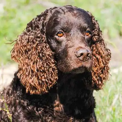 American Water Spaniel dog breed.