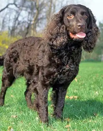 Breed Origin