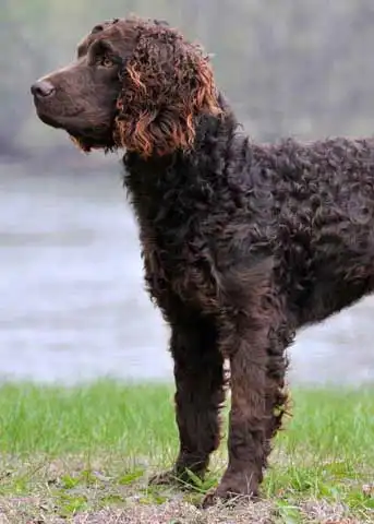 Breed Appearance