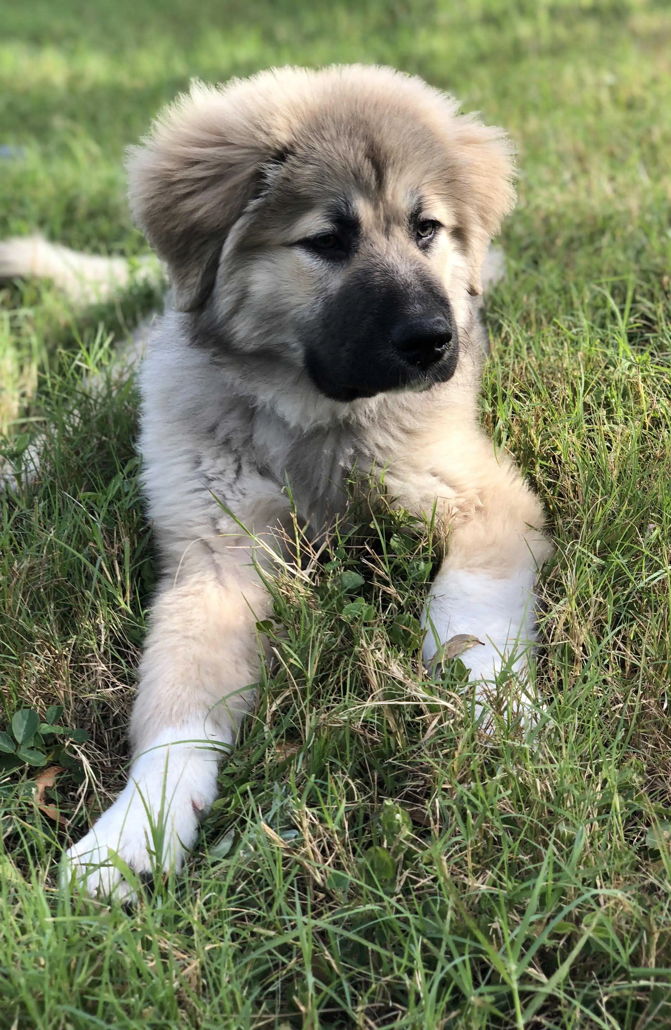 Apparence du Berger d'Anatolie x Chien de Montagne des Pyrénées