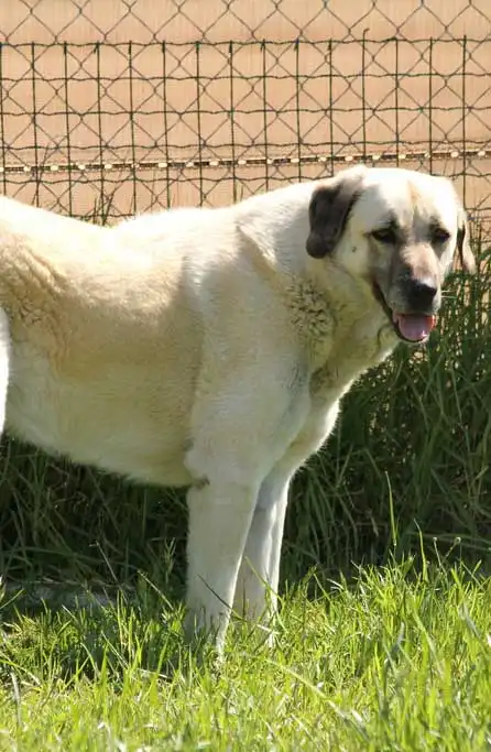 Внешний вид
