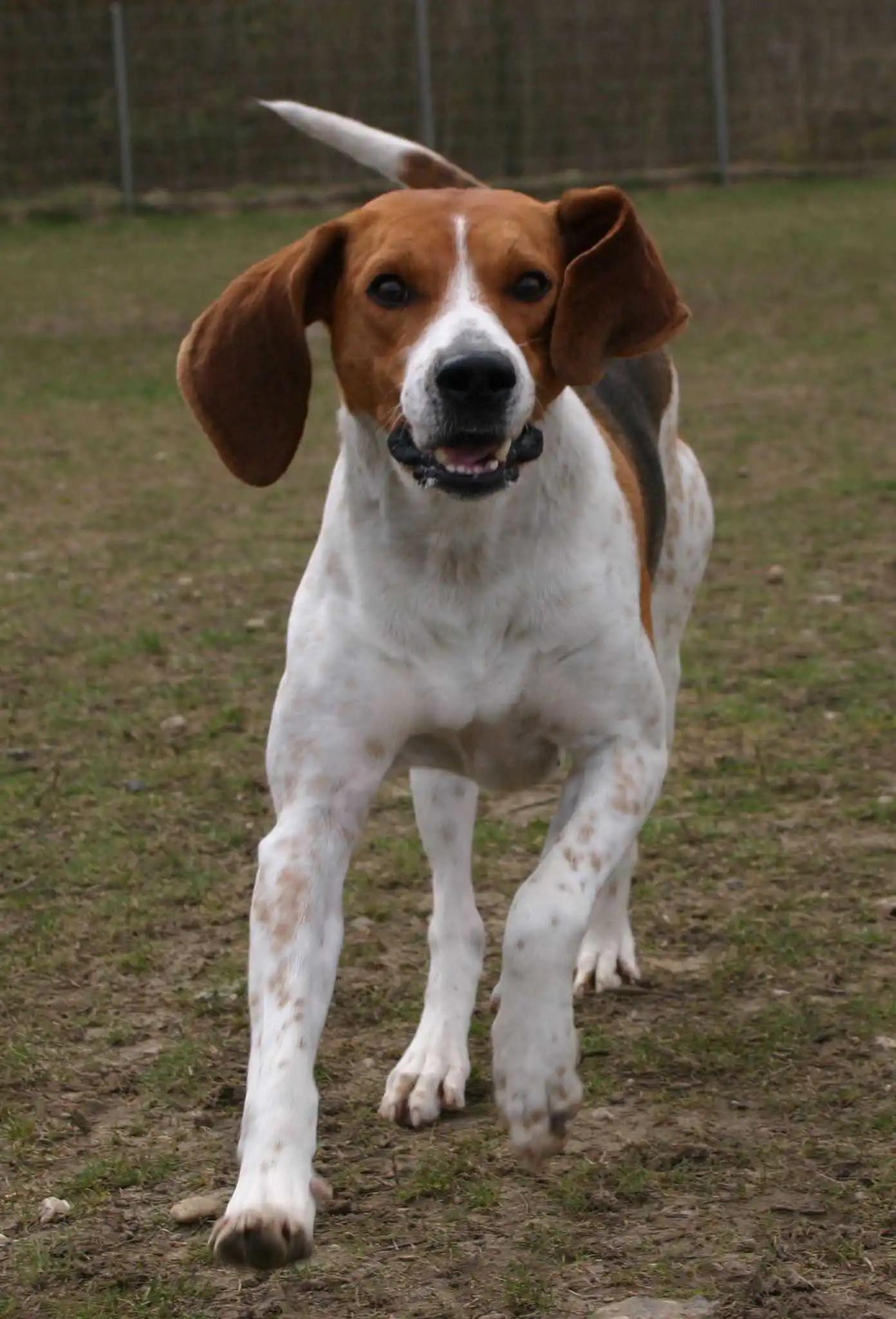 Breed Origin
