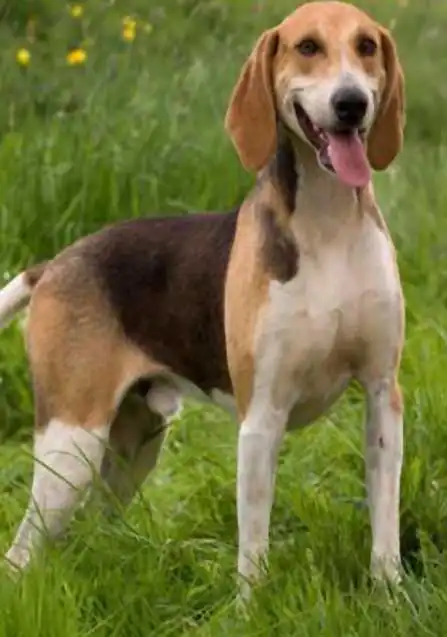 Breed Appearance