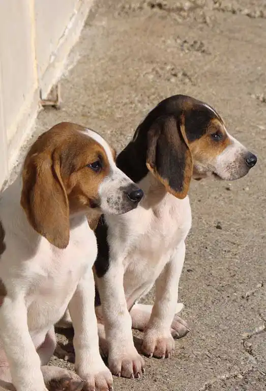 Behavior & Temperament