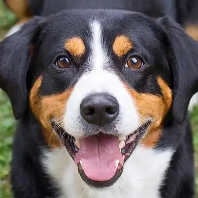 Appenzeller dog breed.