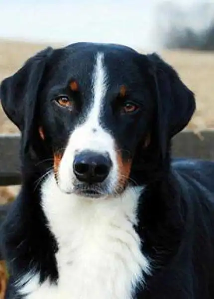 Breed Origin