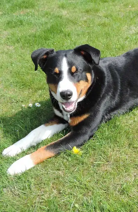 Breed Appearance