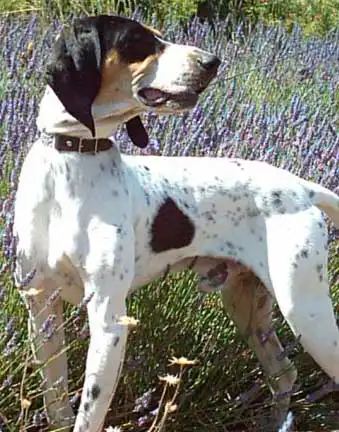 Breed Origin