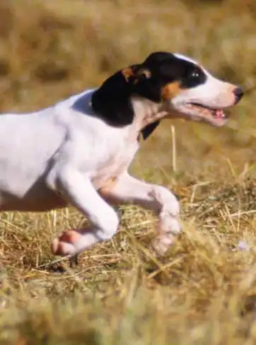 Breed Appearance
