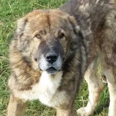 Armenian Gampr dog breed.