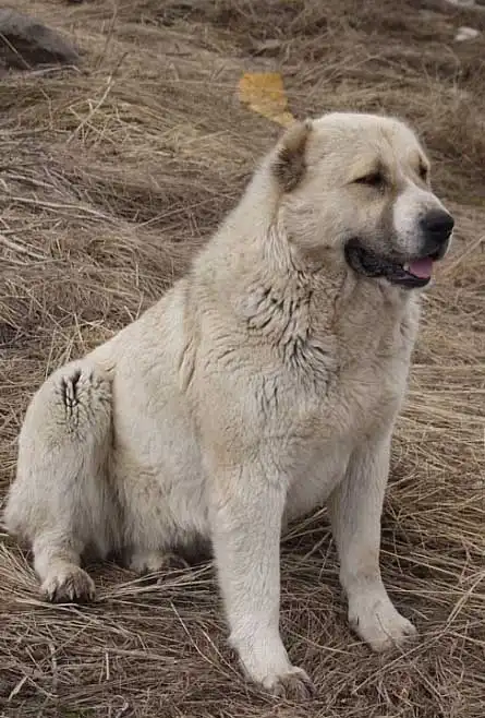Խնամքի ռուտին