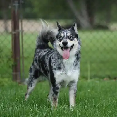 Ausky dog breed.
