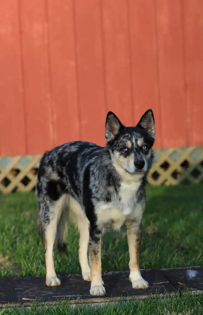 Breed Origin