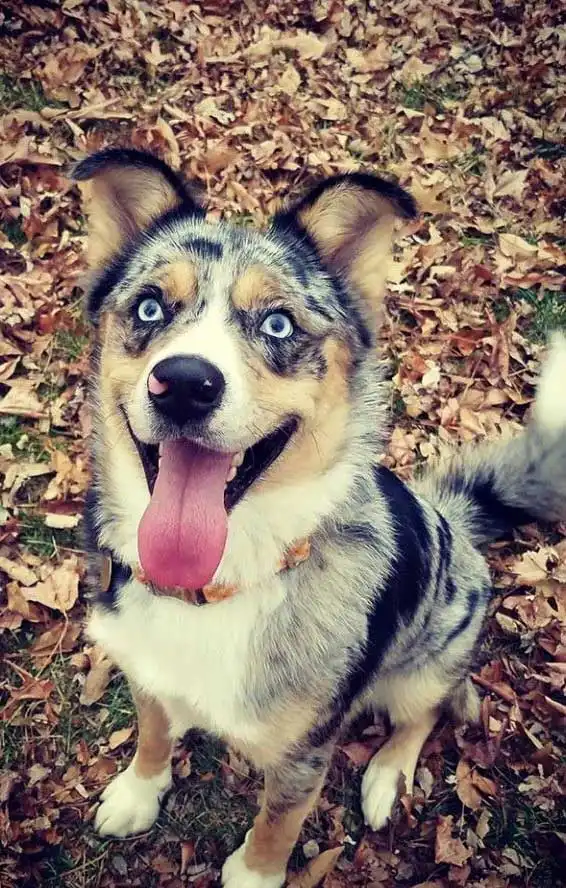 Breed Appearance