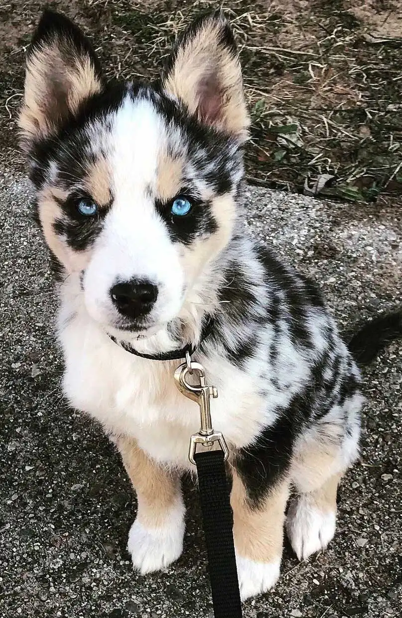 Behavior & Temperament