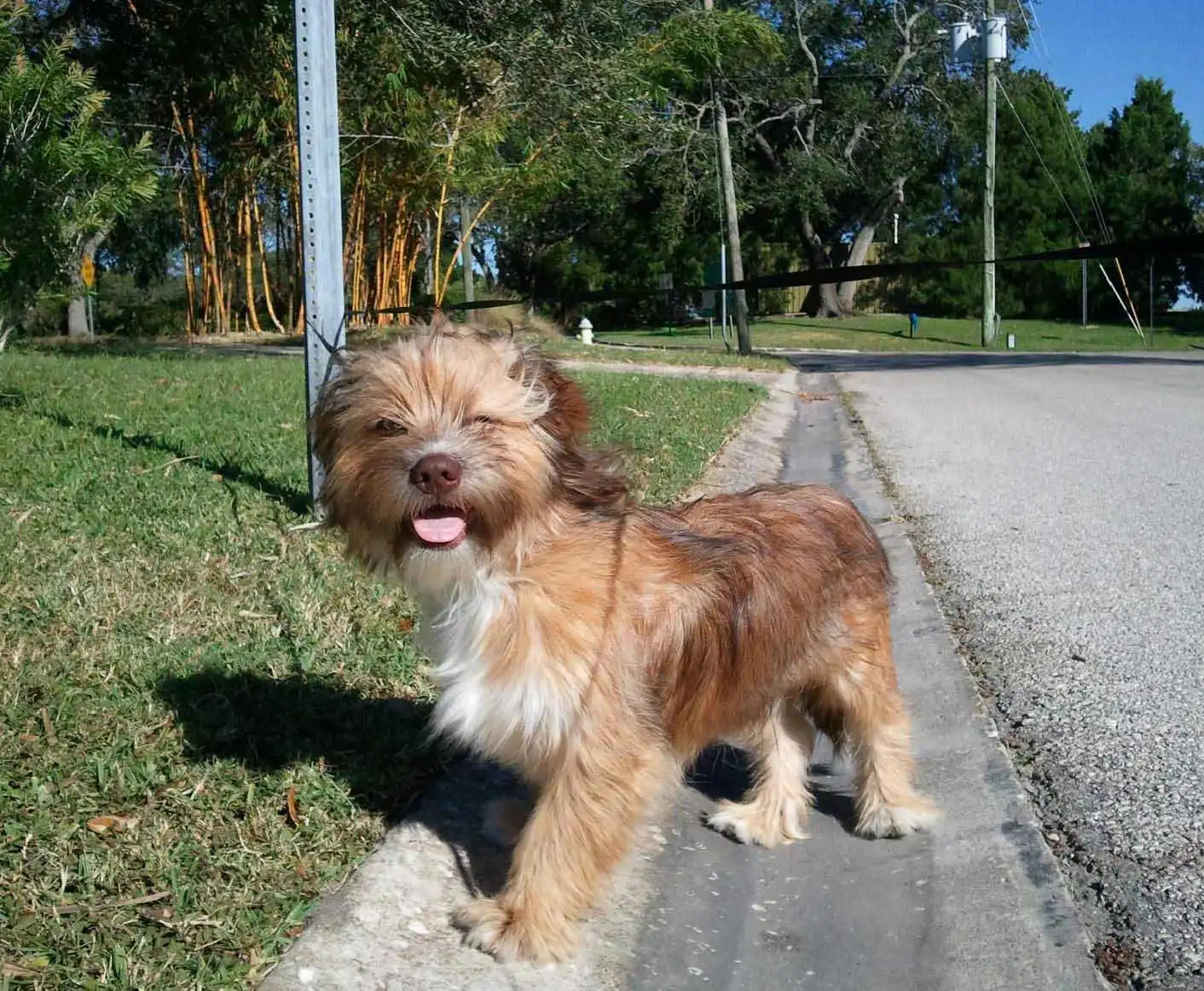 Auss-Tzu
