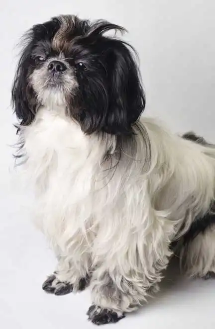 Breed Appearance