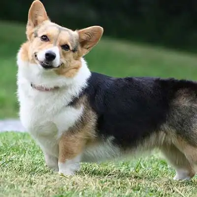 Aussie-Corgi dog breed.