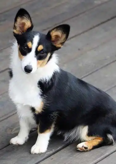 Breed Origin