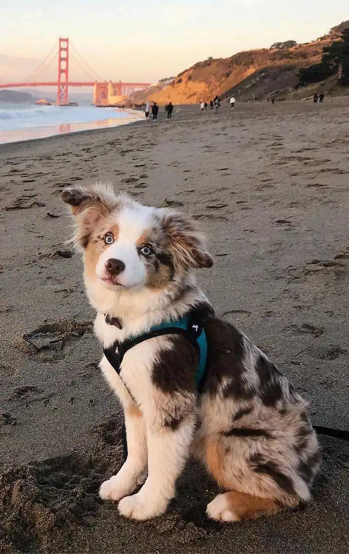 Breed Appearance