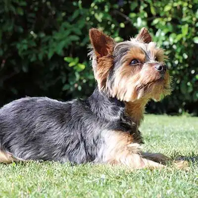 Aussie Silk Terrier Hunderasse.