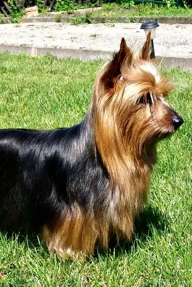 Origine & Storia del Aussie Silk Terrier