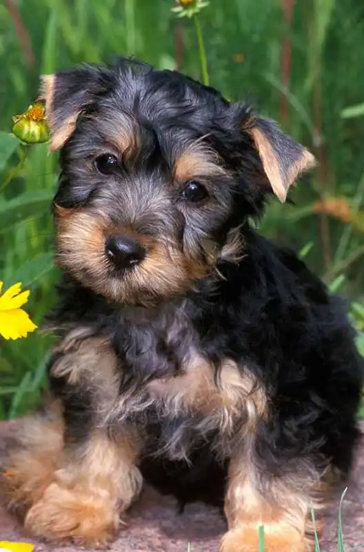Aspetto del Aussie Silk Terrier