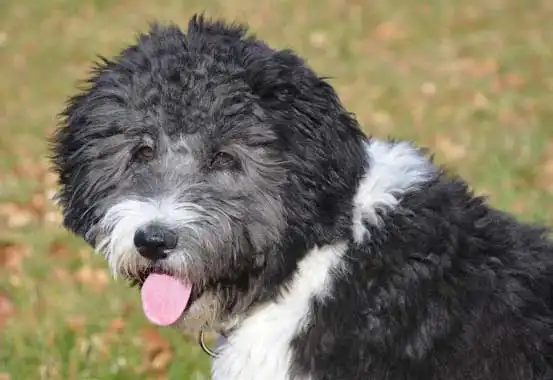 Aussiedoodle