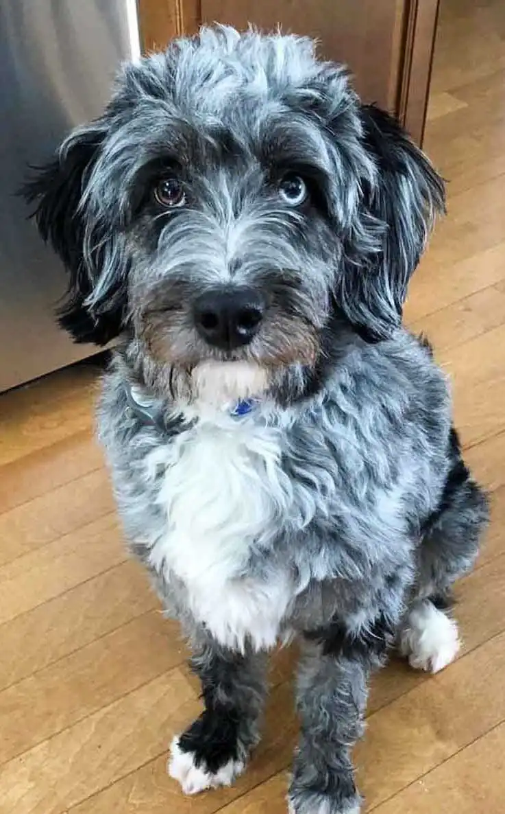 Origine & Storia del Aussiedoodle