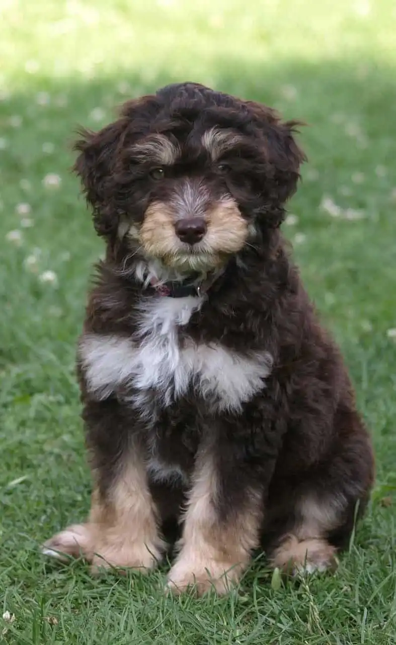 Aspetto del Aussiedoodle