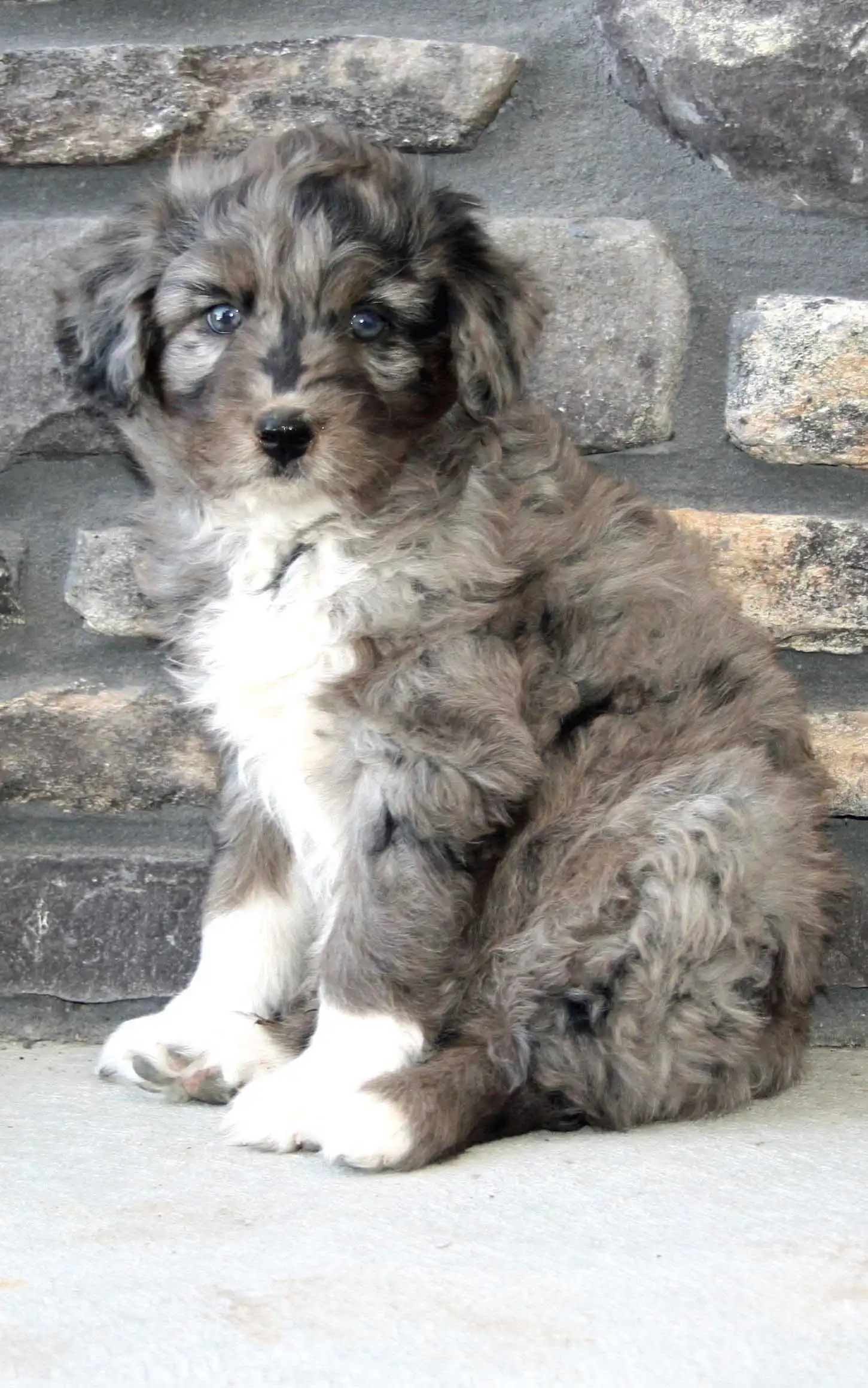Cura & Mantenimento del Aussiedoodle