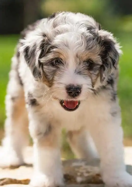 Carattere & Temperamento del Aussiedoodle