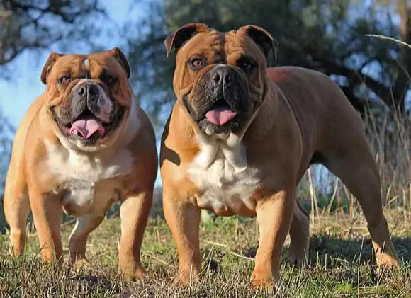 Buldogue Australiano