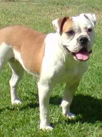 Origine & Histoire du Bouledogue Australien