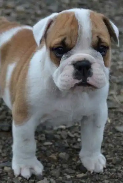 Apparence du Bouledogue Australien