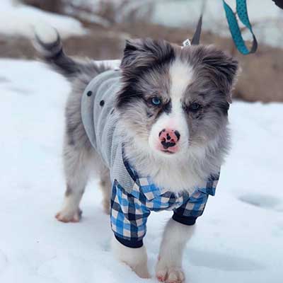 Австралийский Эскимос