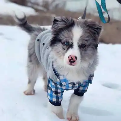 Australian Eskimo dog breed.