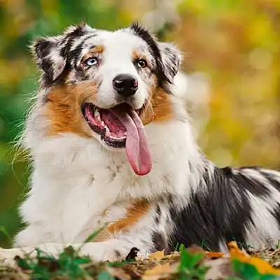 Australian Shepherd dog breed.