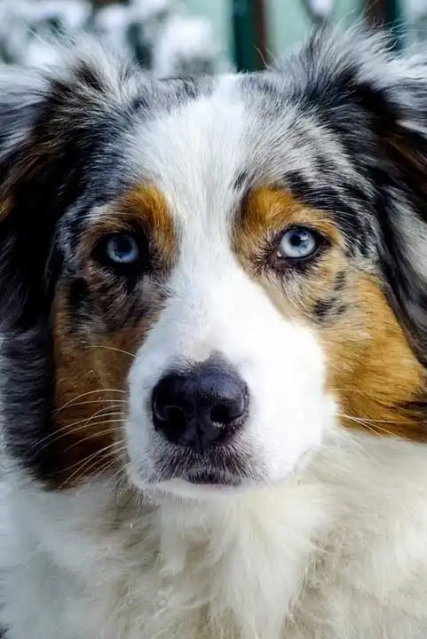 Breed Origin