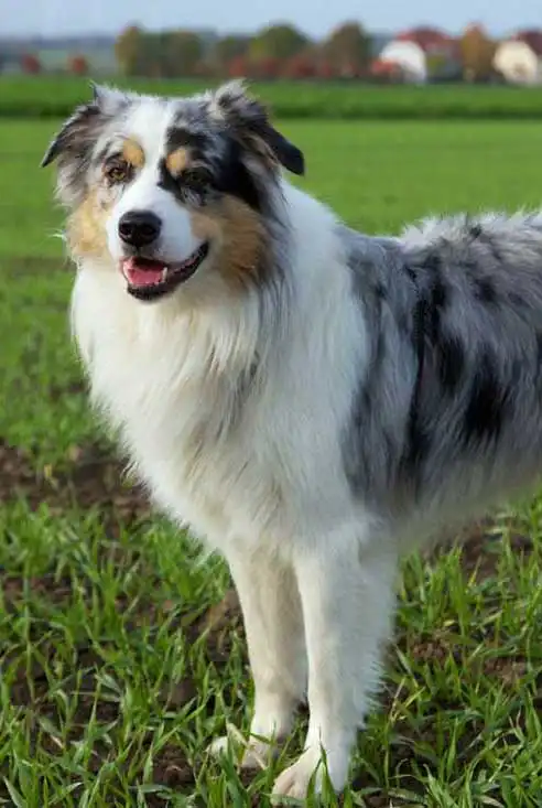 Breed Appearance