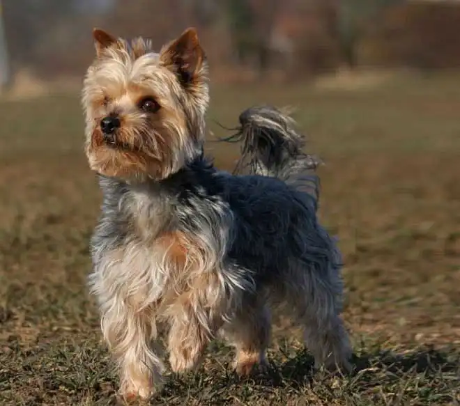 Australian Yorkshire Terrier