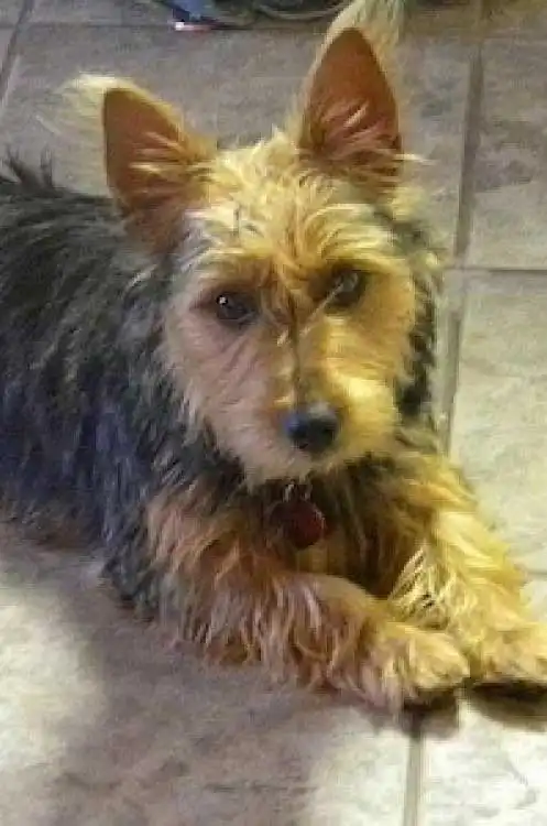 Breed Appearance