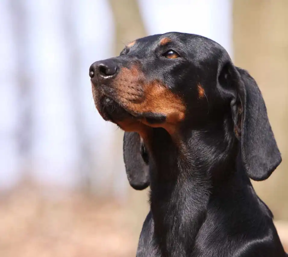 Austrian Black and Tan Hound