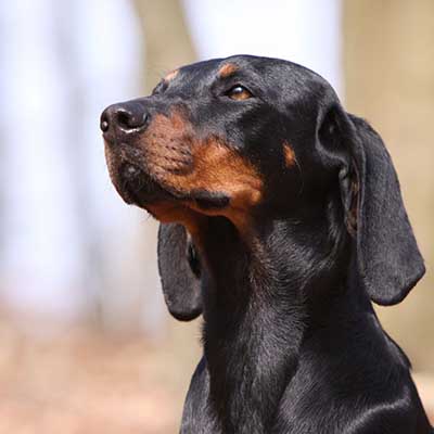 Sabueso austriaco negro y fuego
