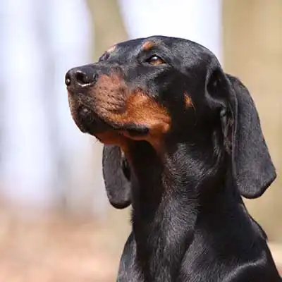 Austrian Black and Tan Hound dog breed.